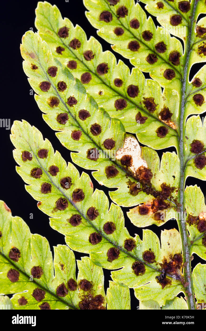 Spores in the sporangia on the underside of the fronds of Dryopteris erythrosora, a hardy evergreen fern Stock Photo