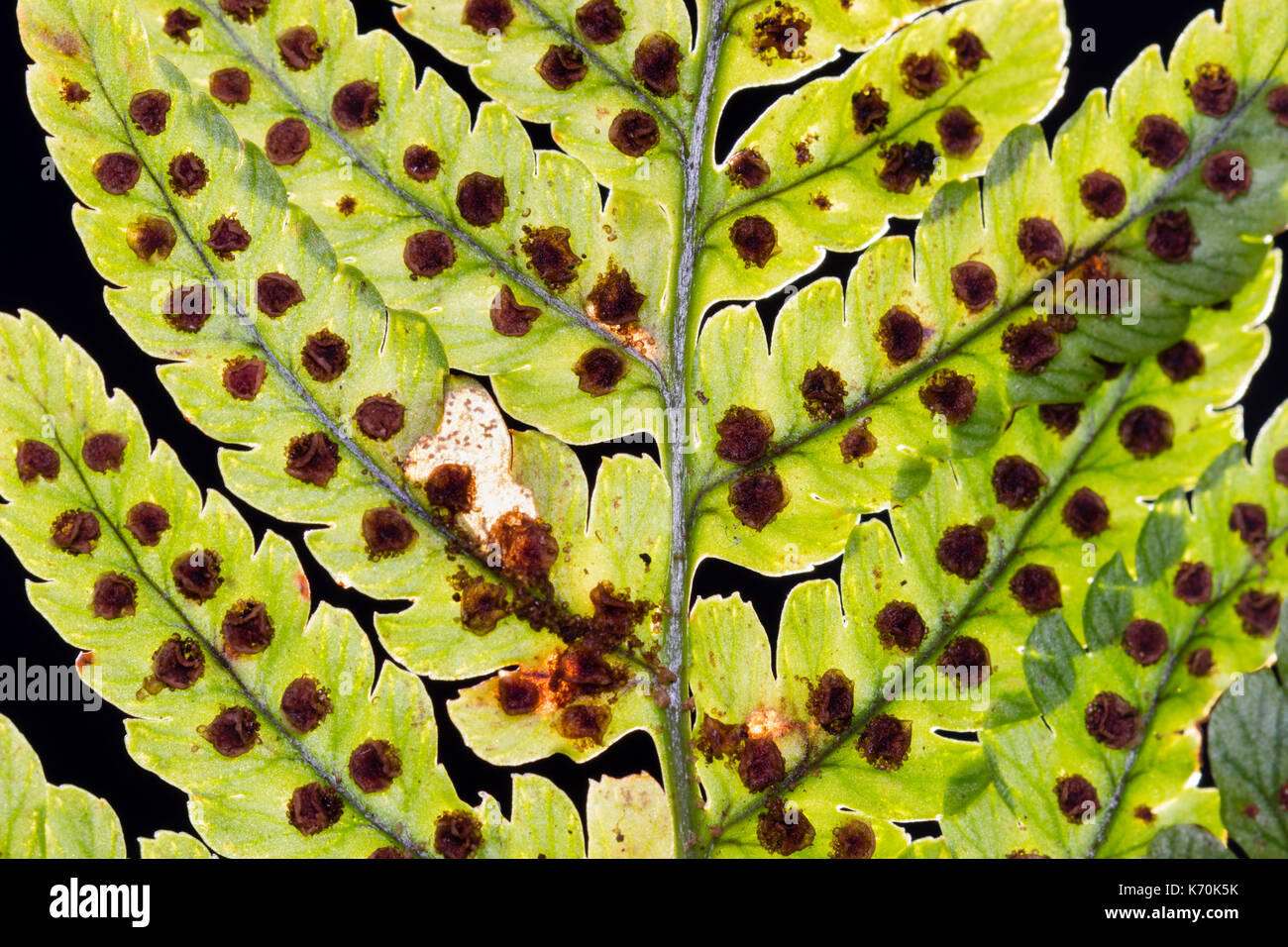 Spores in the sporangia on the underside of the fronds of Dryopteris erythrosora, a hardy evergreen fern Stock Photo
