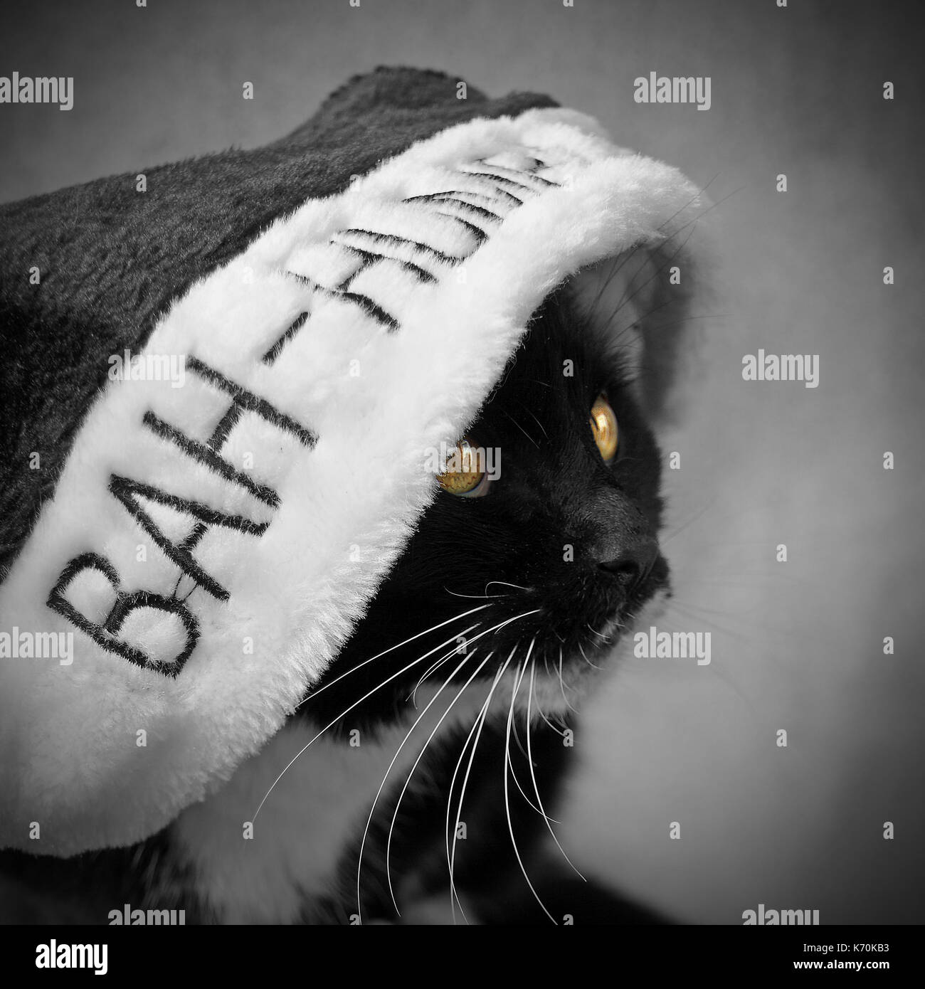 Bah Humbug Christmas Cat Stock Photo