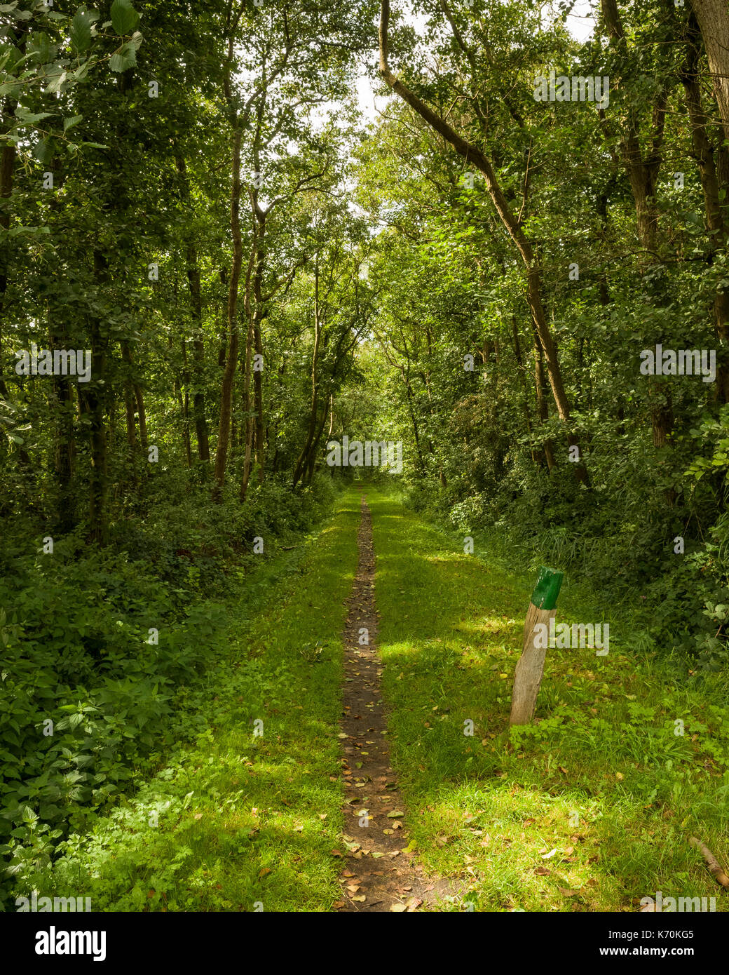 Am Wald, Langeoog.  Deutschland.  Germany.  A view looking down a footpath into the dense woodland.  Dappled sunlight shines through trees on to the ground. Stock Photo