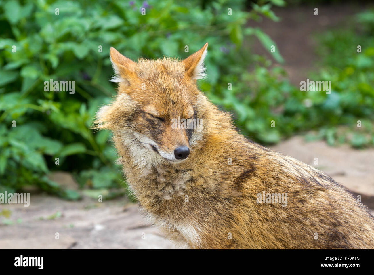 Golden jackal on a hot summer day wandered to the garden path in the suburbs Stock Photo