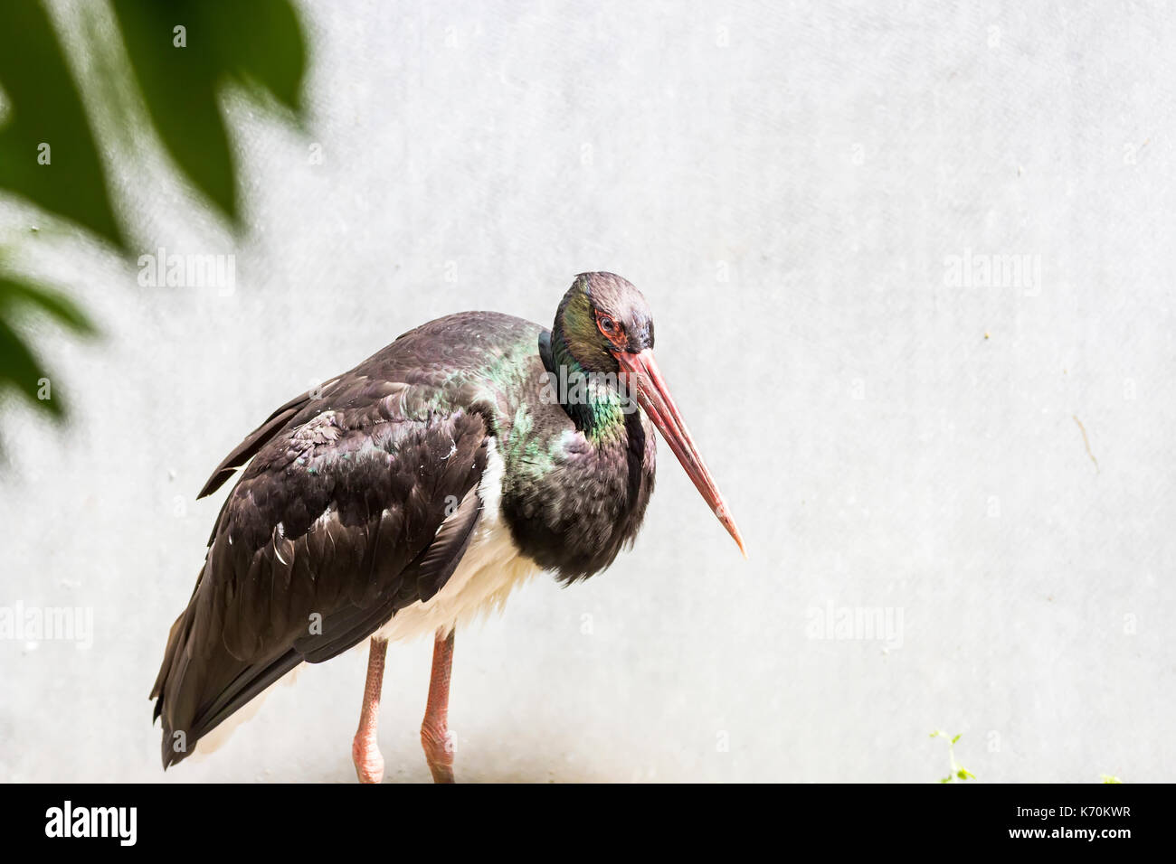 Detail close-up portrait of bird. Bird Black Stork with red bill, Ciconia nigra, sitting on the nest in the forest Long red bill with glossy plumage.  Stock Photo