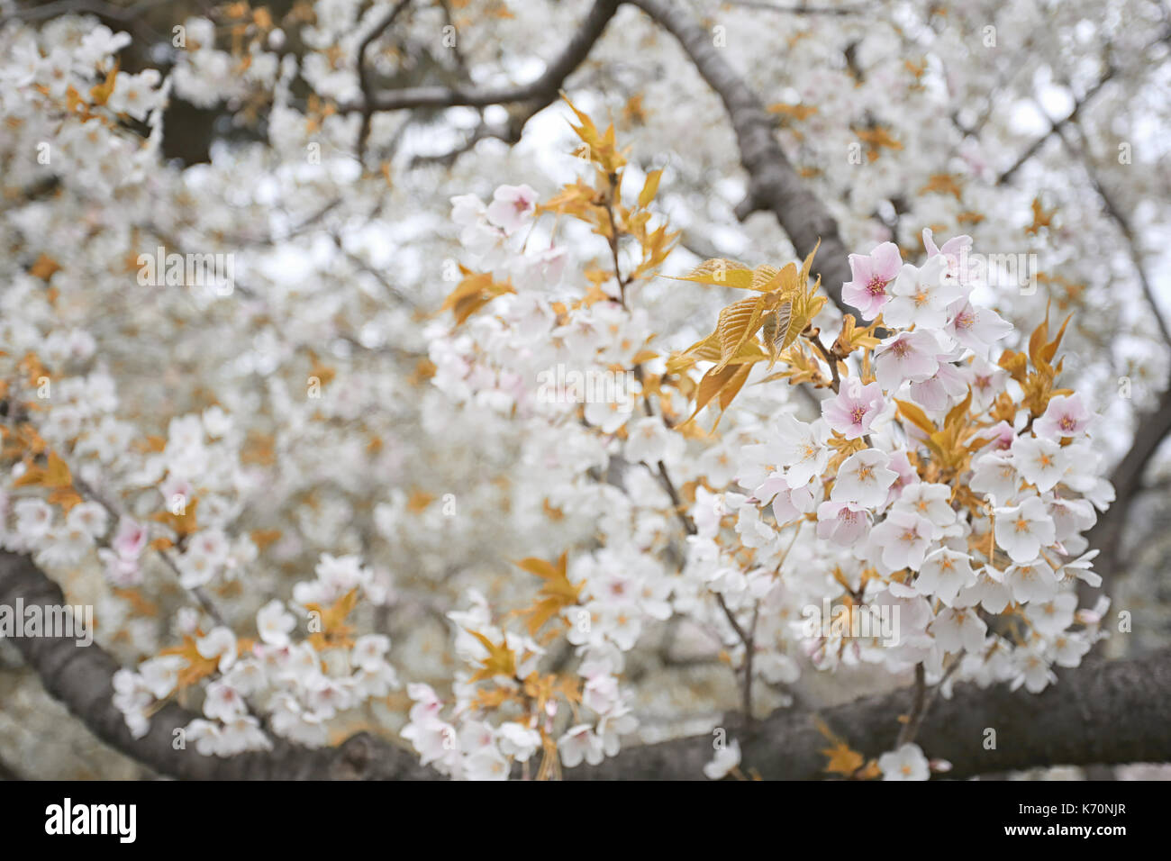 White sakura flower hires stock photography and images Alamy