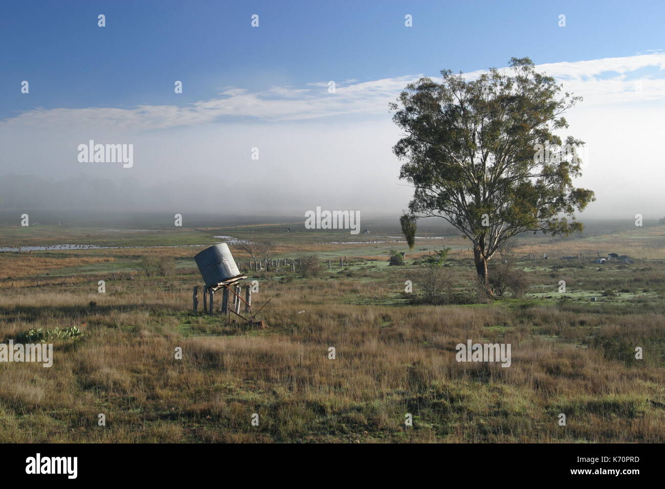 Peaceful rural Australian scene in the early morning, with cattle ...