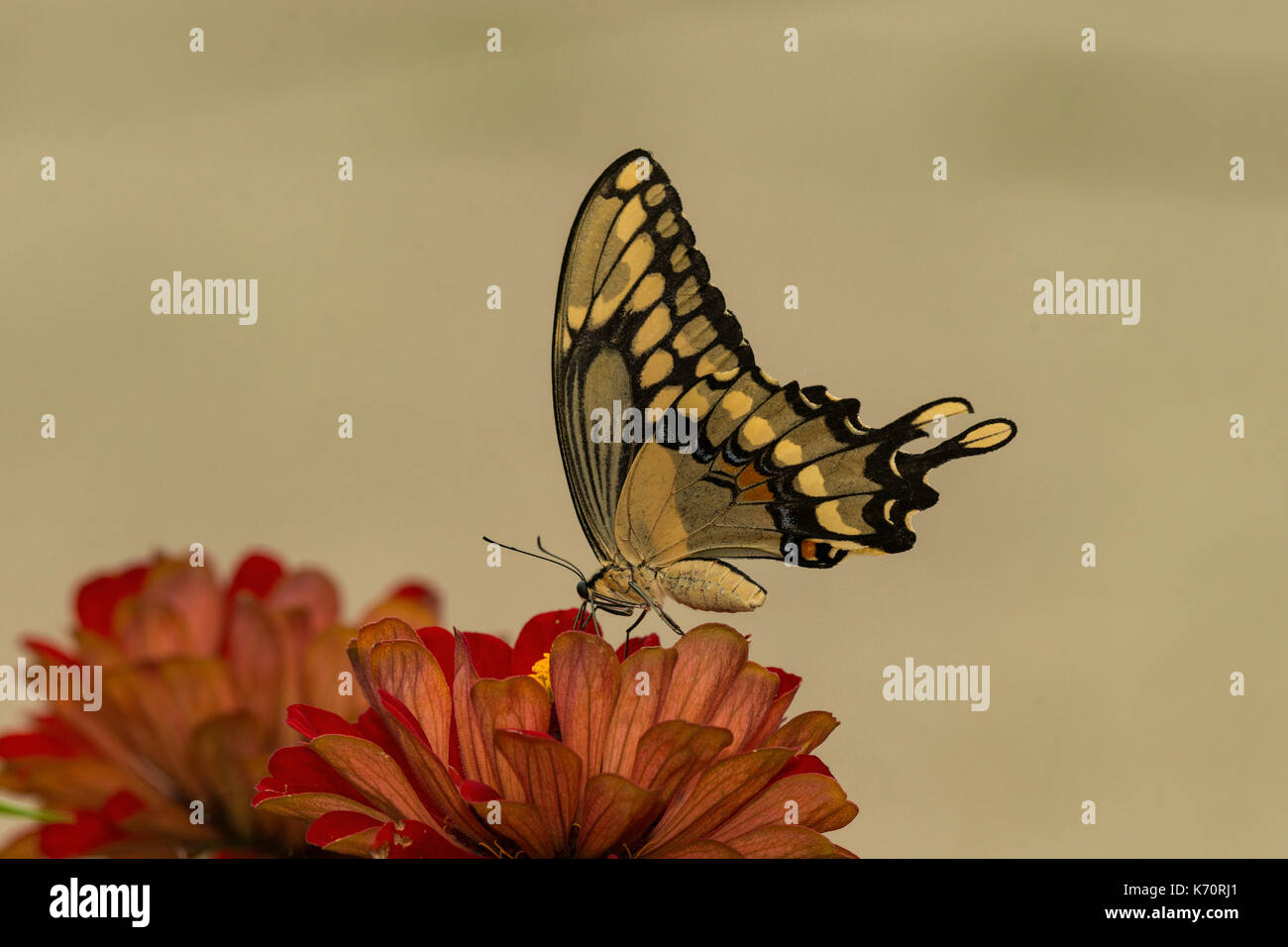 Giant Swallowtail butterfly on Zinnia flower. Stock Photo