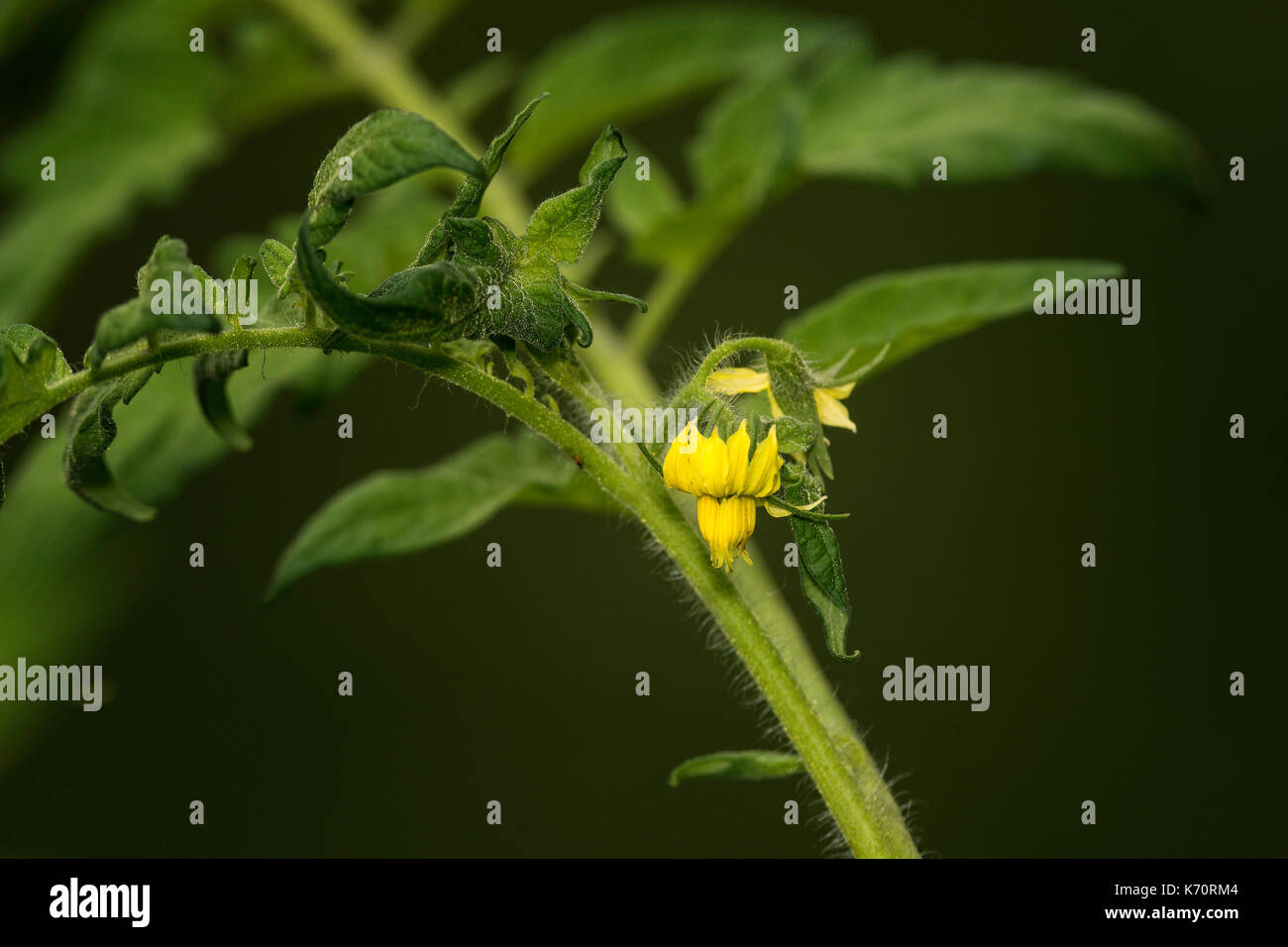 Cultivated tomato plant in bloom Stock Photo Alamy