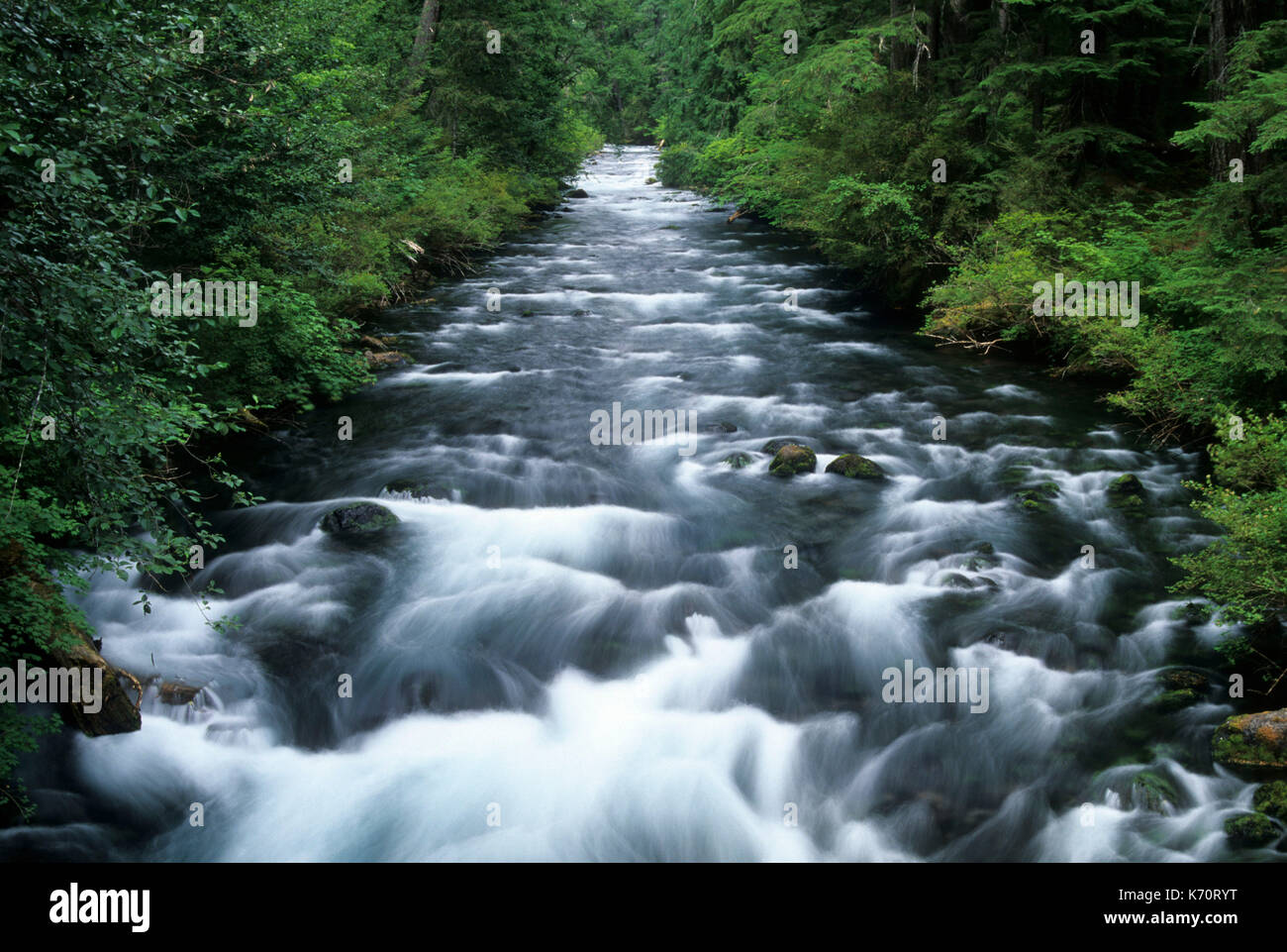 Upper McKenzie River, McKenzie Wild & Scenic River, Willamette National