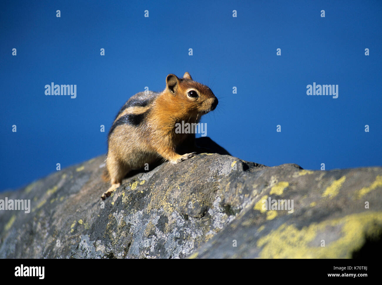 Golden-mantled ground squirrel (Spermophilus lateralis), Olallie Lake Scenic Area, Mt Hood National Forest, Oregon Stock Photo