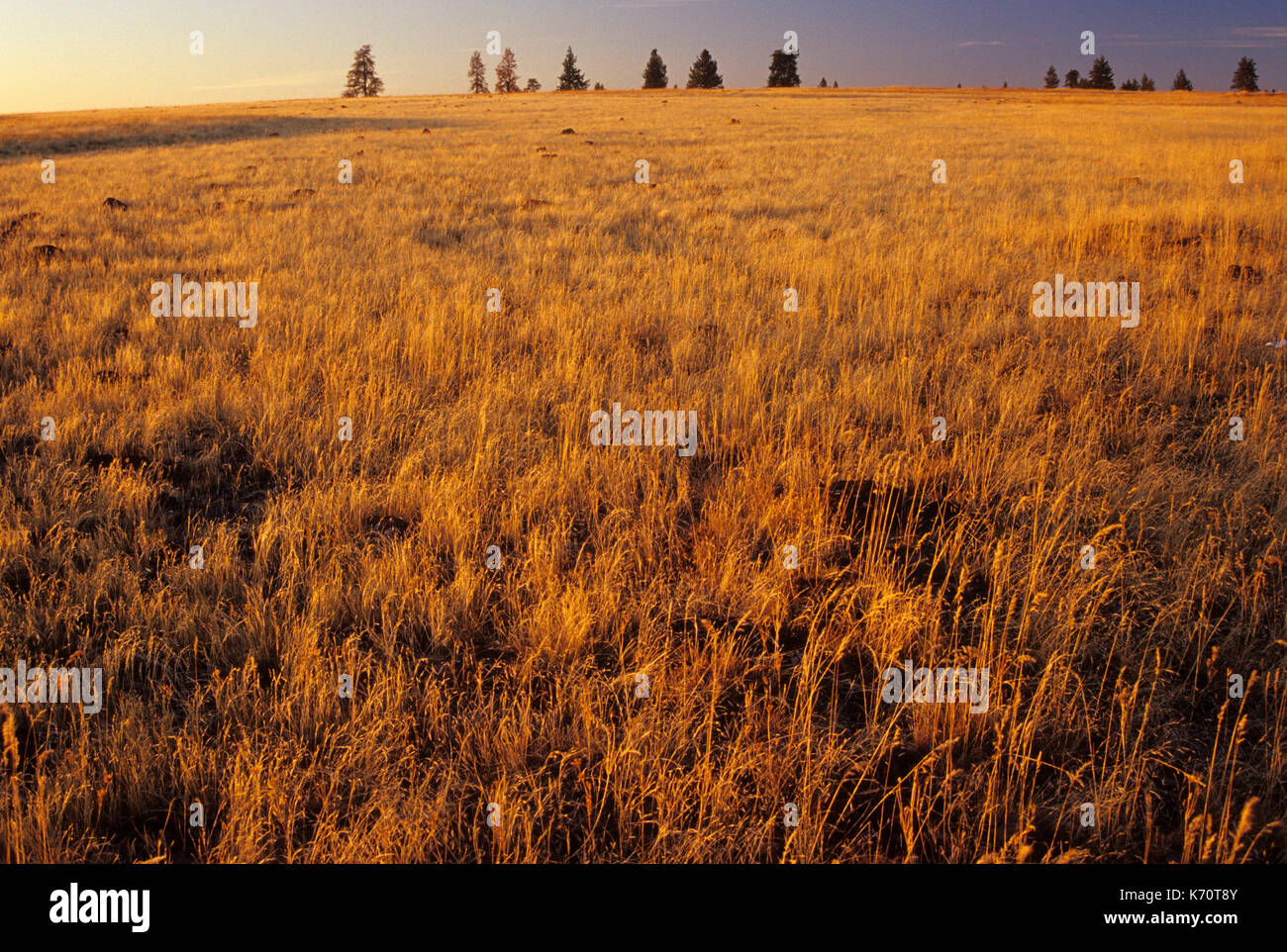 Grassland, Bridge Creek Wildlife Area, Blue Mountain National Scenic Byway, Oregon Stock Photo