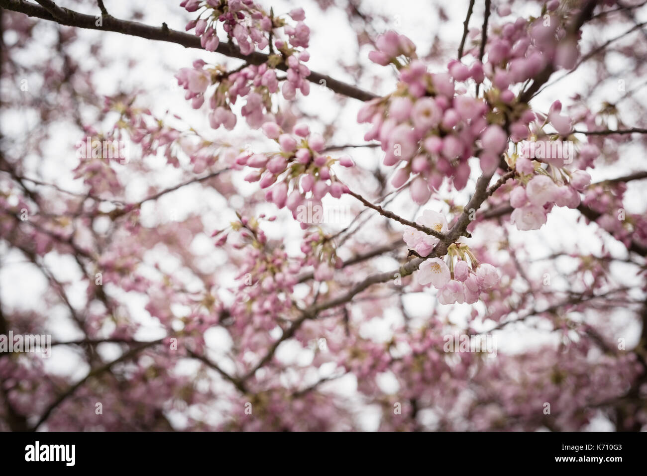 Close up cherry blossom tree hi-res stock photography and images - Alamy