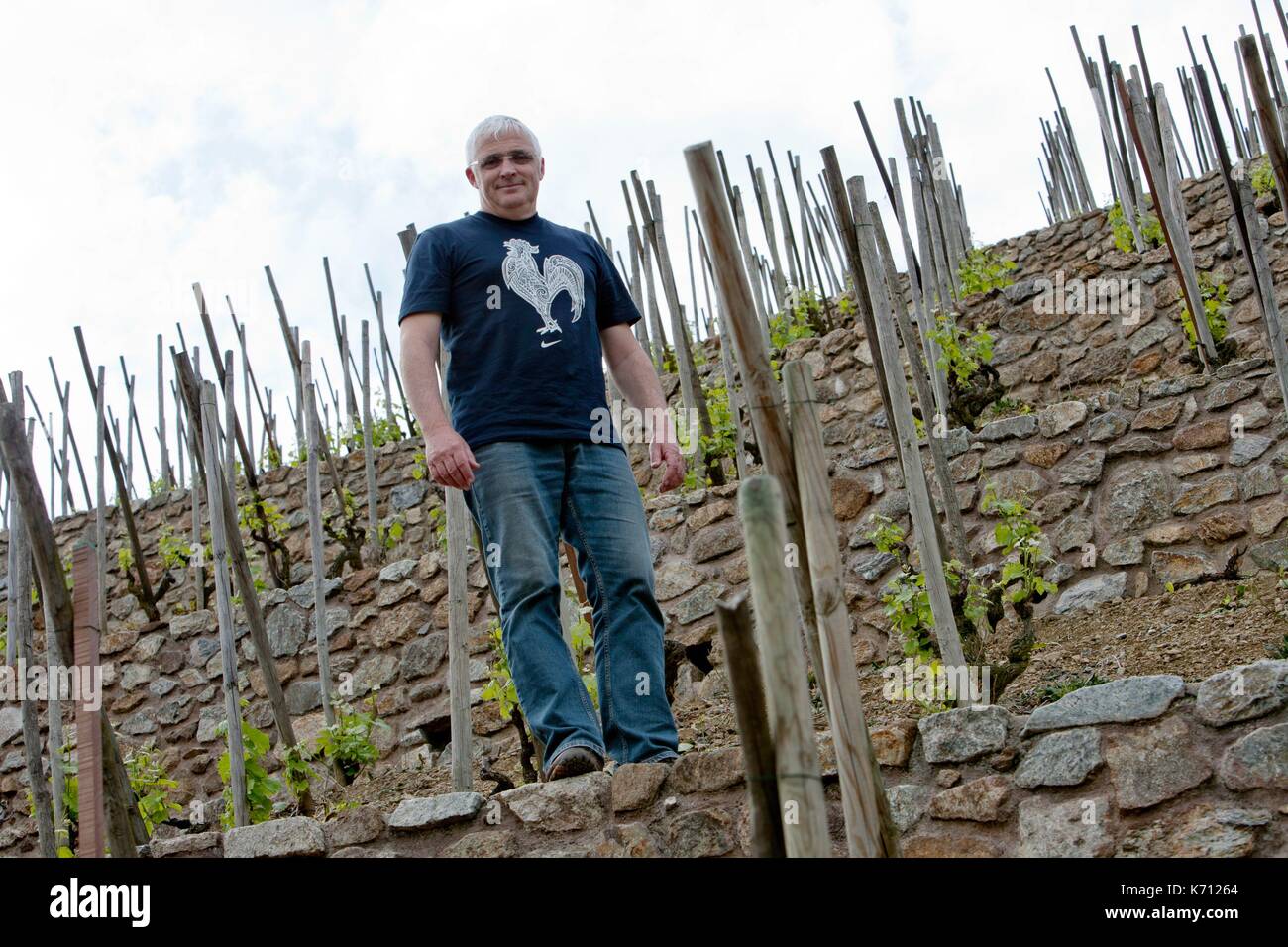 France, Rhone, Ampuis, domaine Jean Michel Gerin, AOC Coast Rotie, Vines  hanging on the rock Stock Photo - Alamy