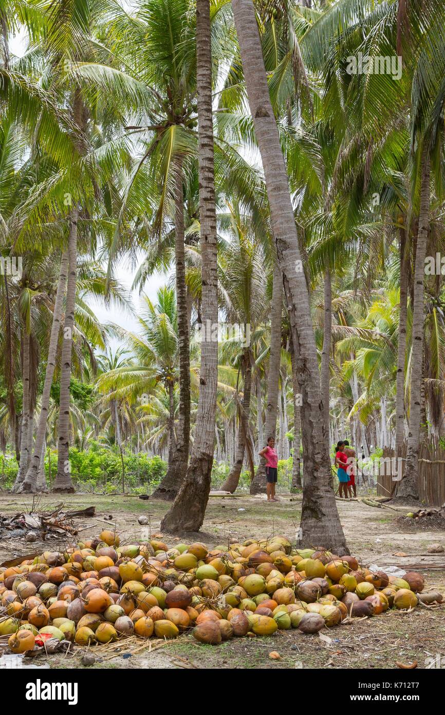 Philippines, Palawan, Dumaran Island, Araceli, coconut plantation Stock