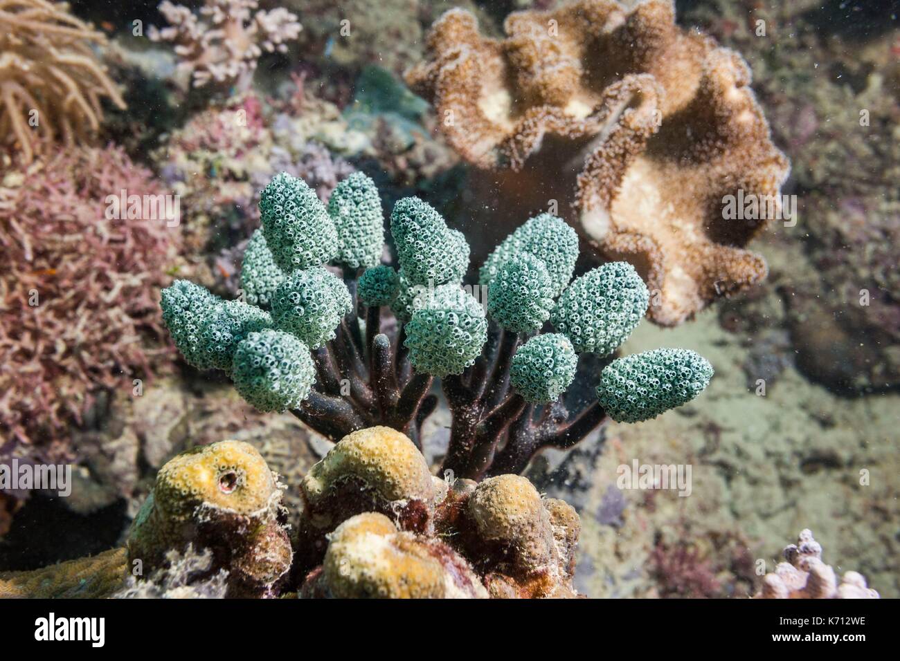 Philippines, Palawan, Araceli, Mantulali Island, Stalked Green Ascidian (Nephtheis fascicularis) Stock Photo