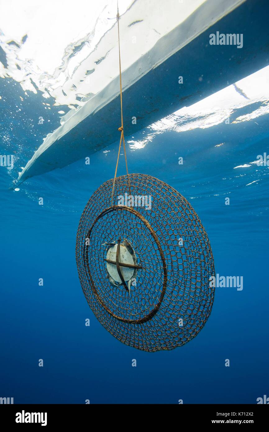 Crab trap underwater hi-res stock photography and images - Alamy