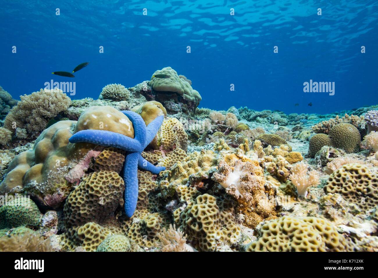 Philippines, Palawan, Cambari Island, blue starfish on the reef Stock Photo