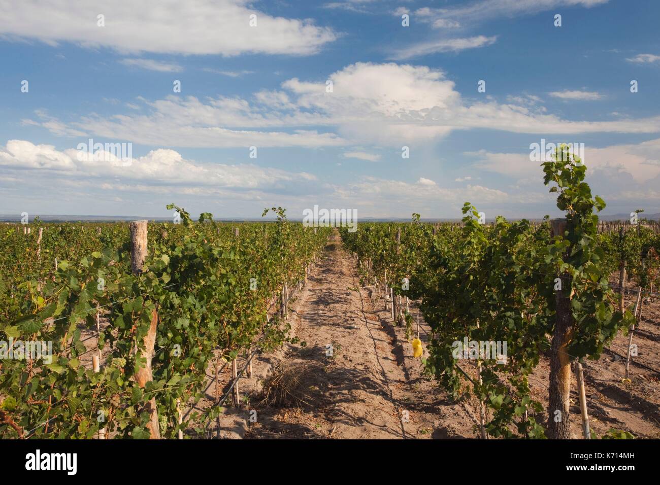 Argentina, Mendoza Province, San Carlos, Bodega O. Fournier boutique winery, vineyard Stock Photo