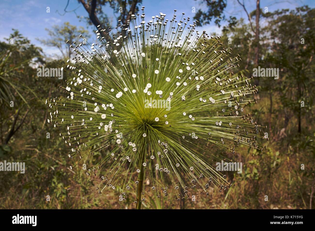 Brazil, Goias, Chapada dos Veadeiros National Park, Wildflower iconic of Cerrado, Eriocaulacae, Chuveirinho flower (Paepalanthus sp) Stock Photo