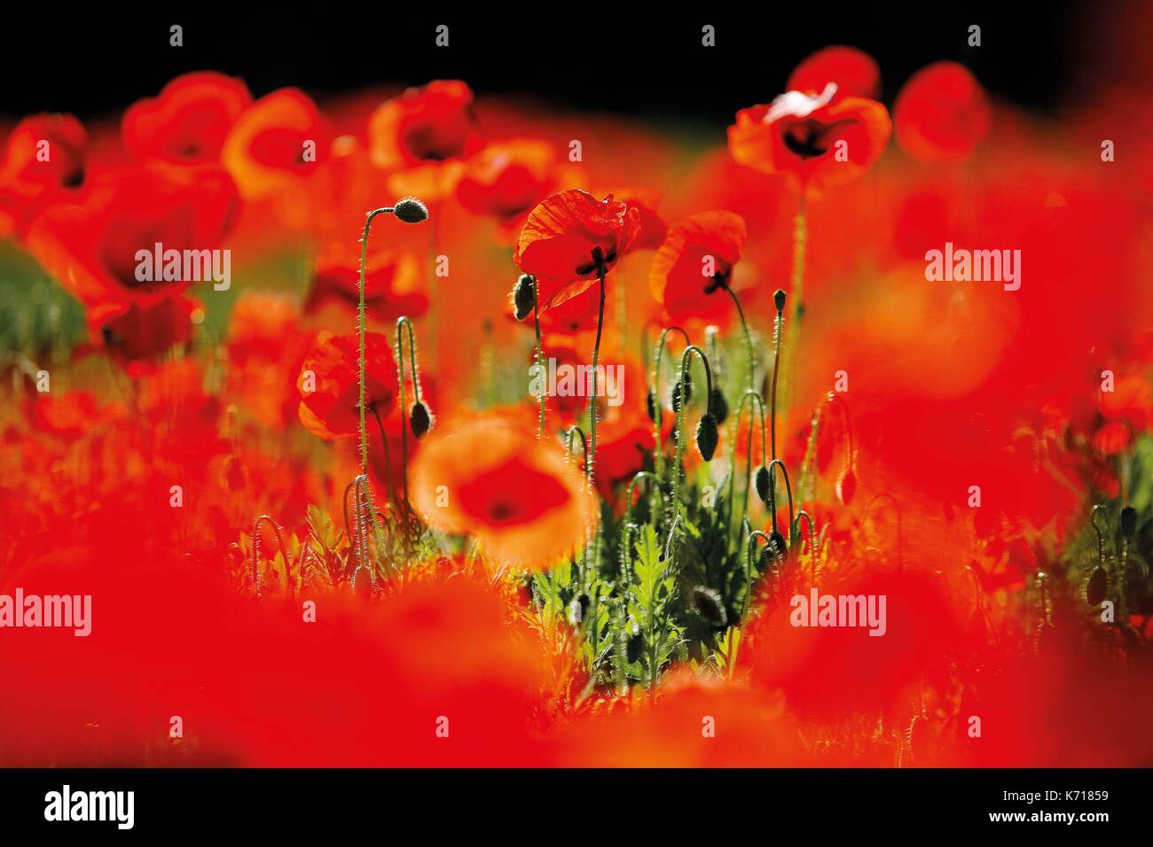 France causses poppies hi-res stock photography and images - Alamy