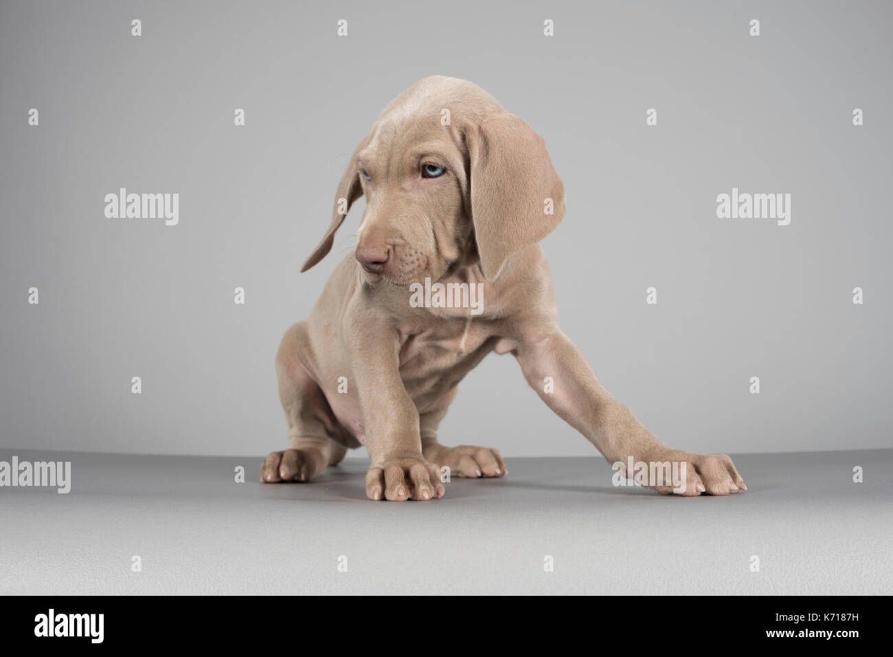 Portrait of a Weimaraner puppy in the UK. Stock Photo