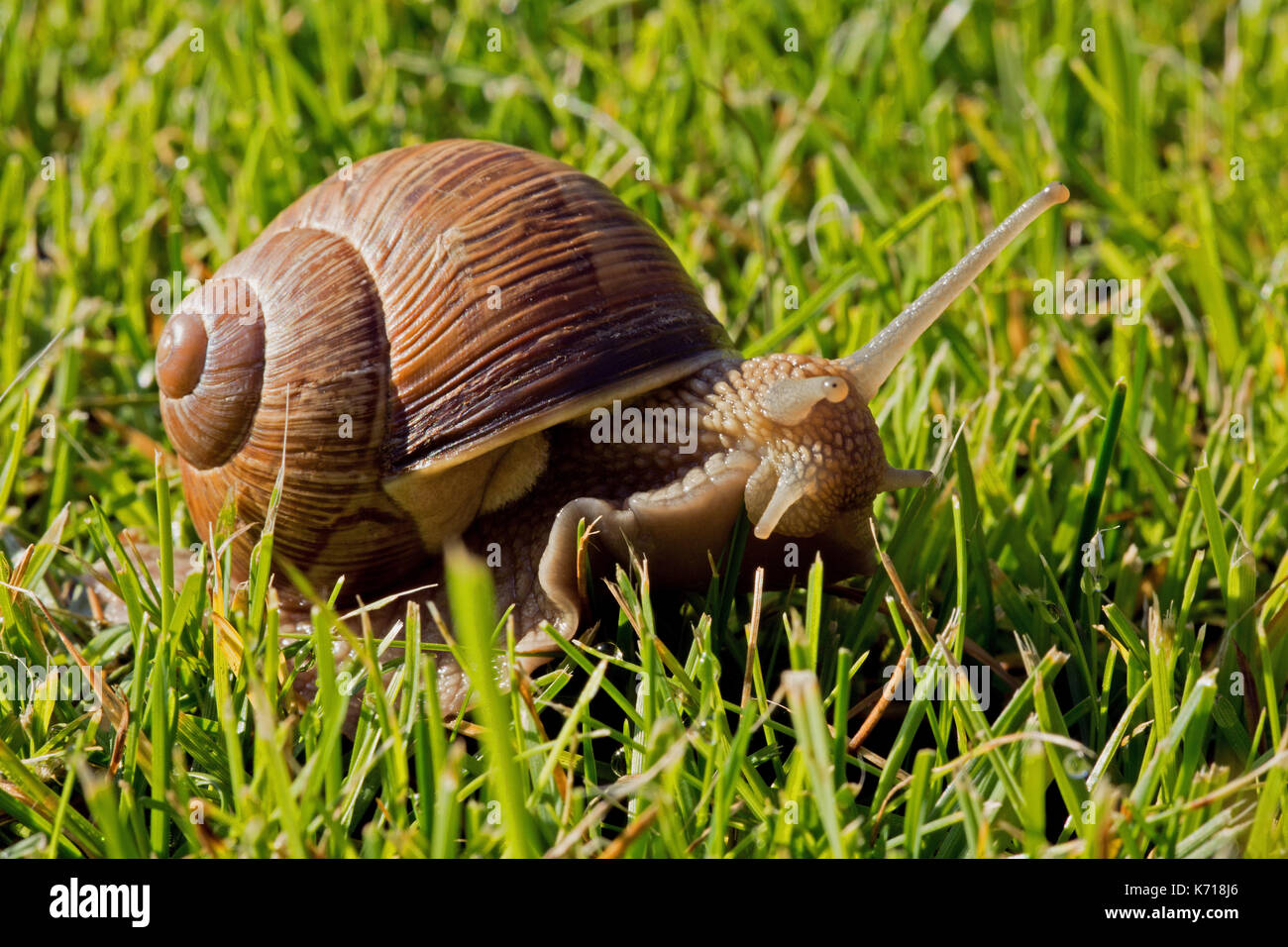 Snail with beautiful shell and protruding antennae and head crawling on the lawn. Summer in Poland. Close, horizontal view. Stock Photo