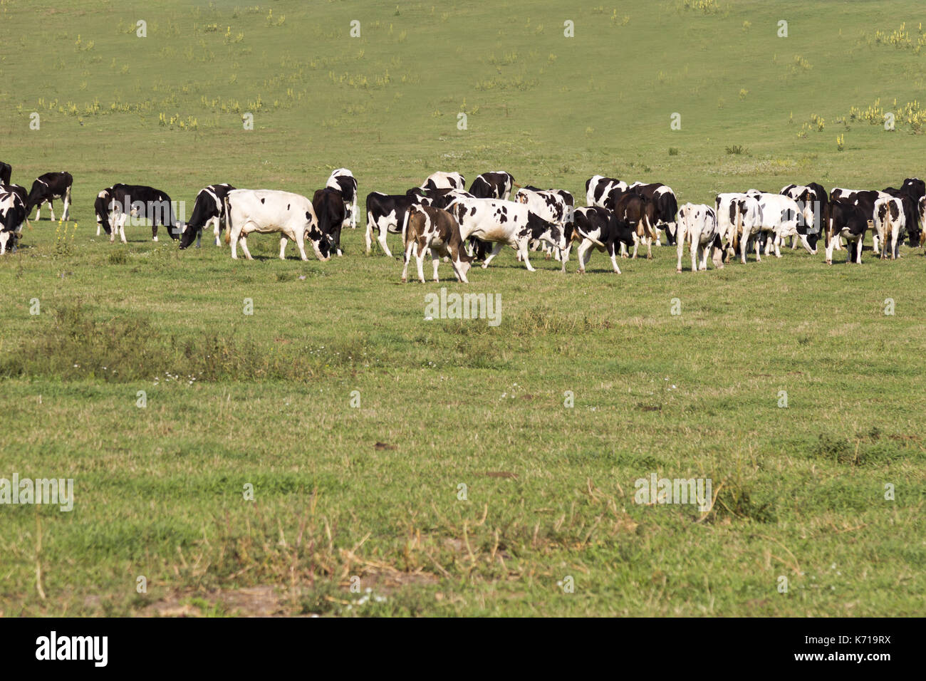 Herd of cows on a green sunny meadow with fresh grass. Focus on cows ...