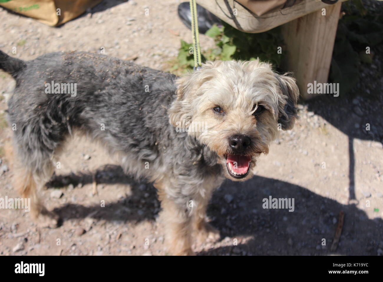 Border Terrier cross Poodle Stock Photo 
