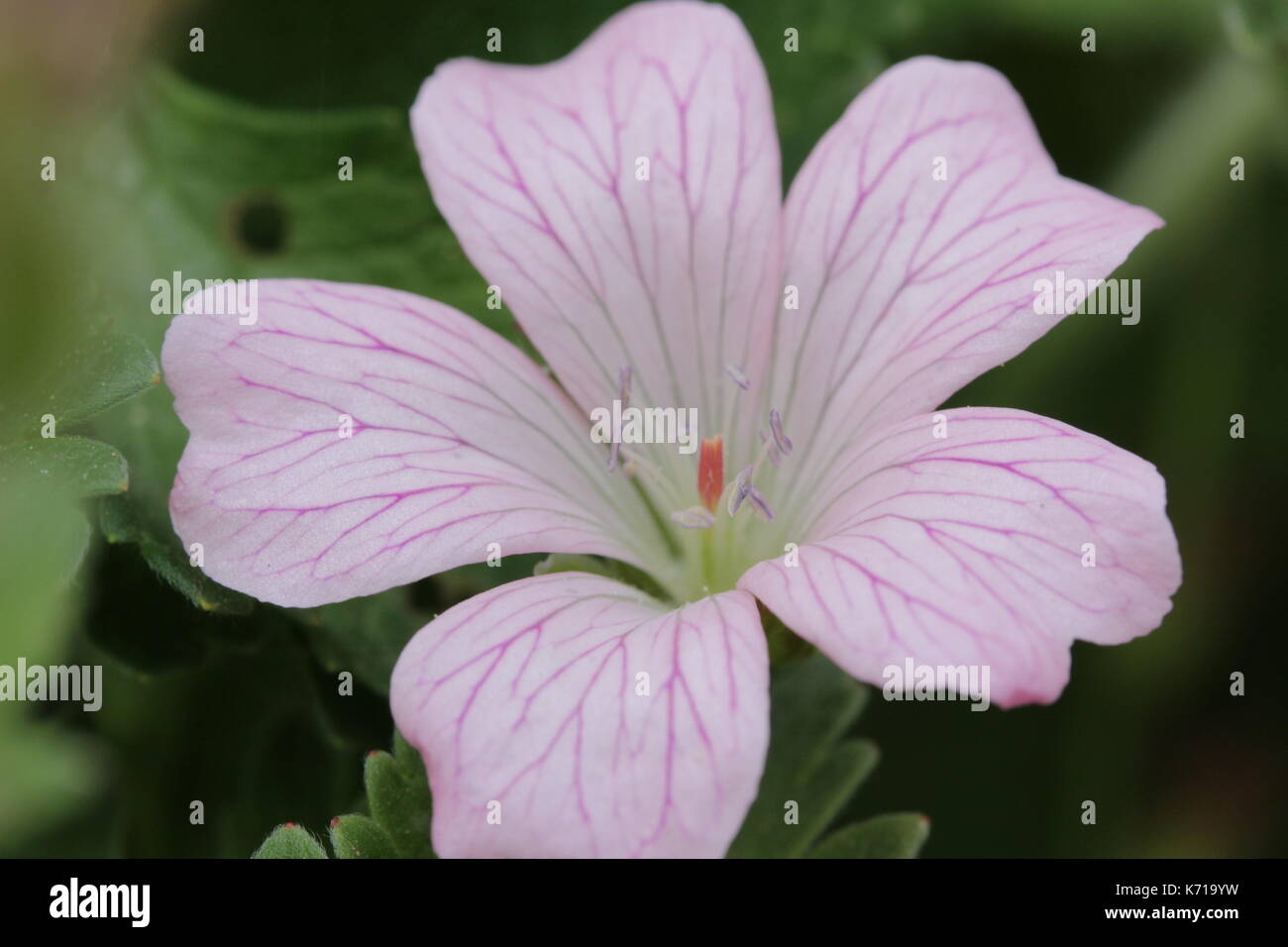 Light pink open flower Stock Photo