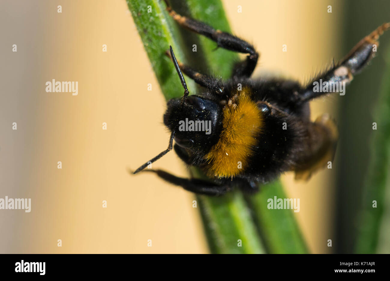 bee collecting nectar on beautiful flowers Stock Photo - Alamy