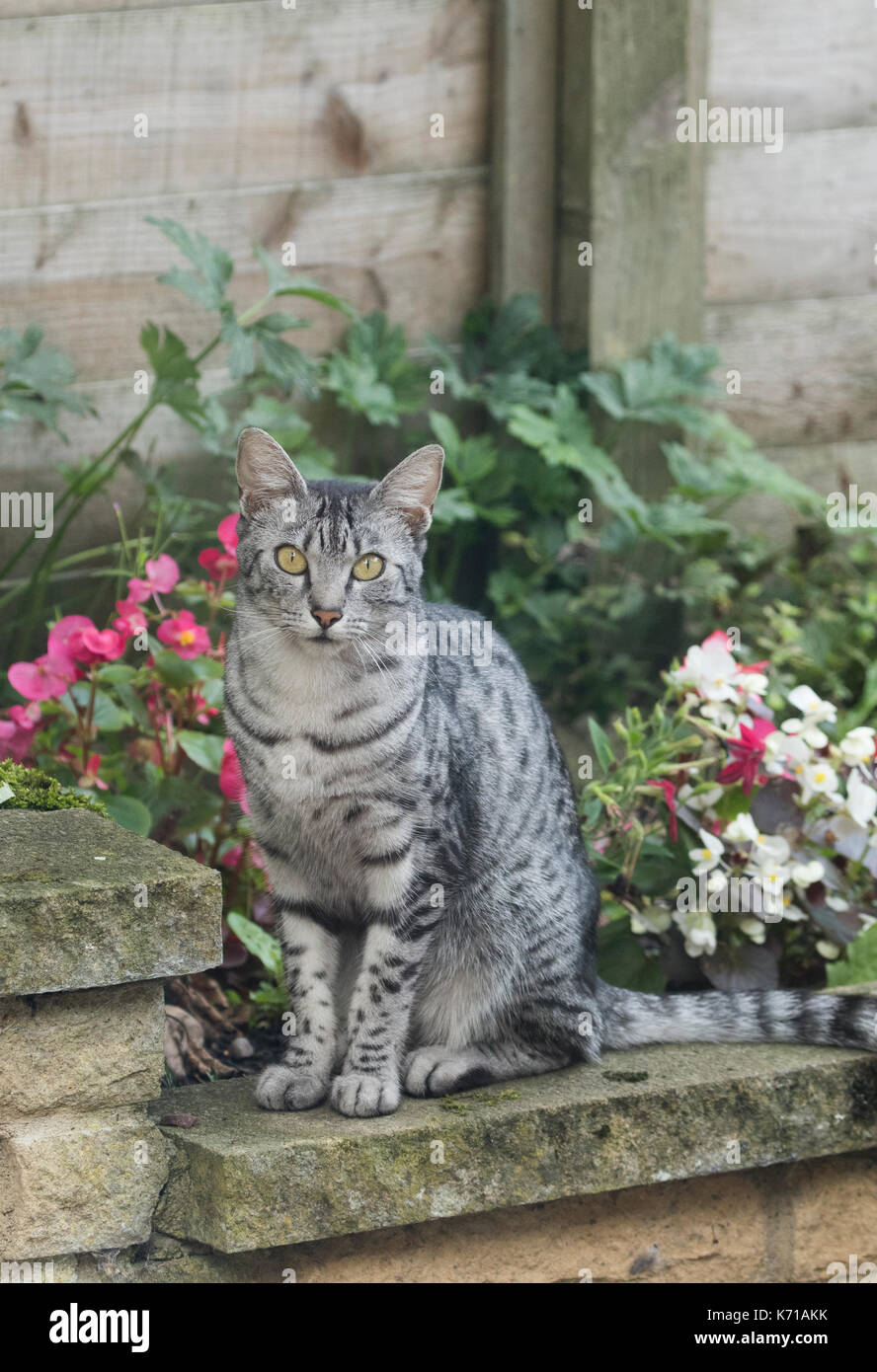 An Egyptian Mau Cat sitting on a garden wall Stock Photo