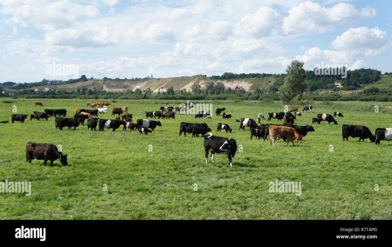 A few cows on the meadow on may Stock Photo - Alamy