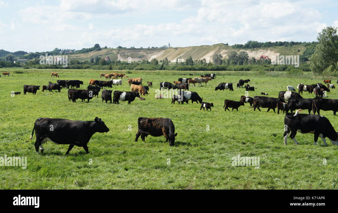 A few cows on the meadow on may Stock Photo - Alamy