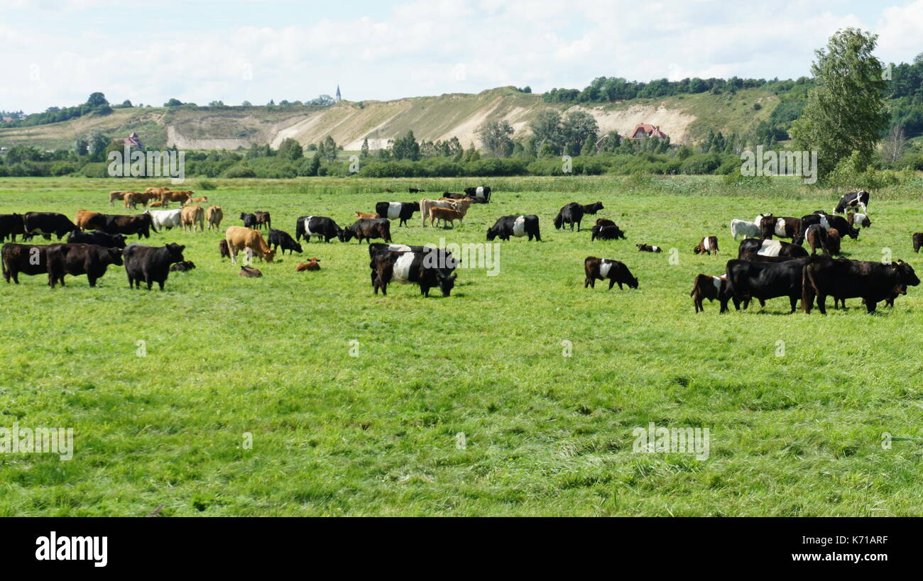 A few cows on the meadow on may Stock Photo - Alamy