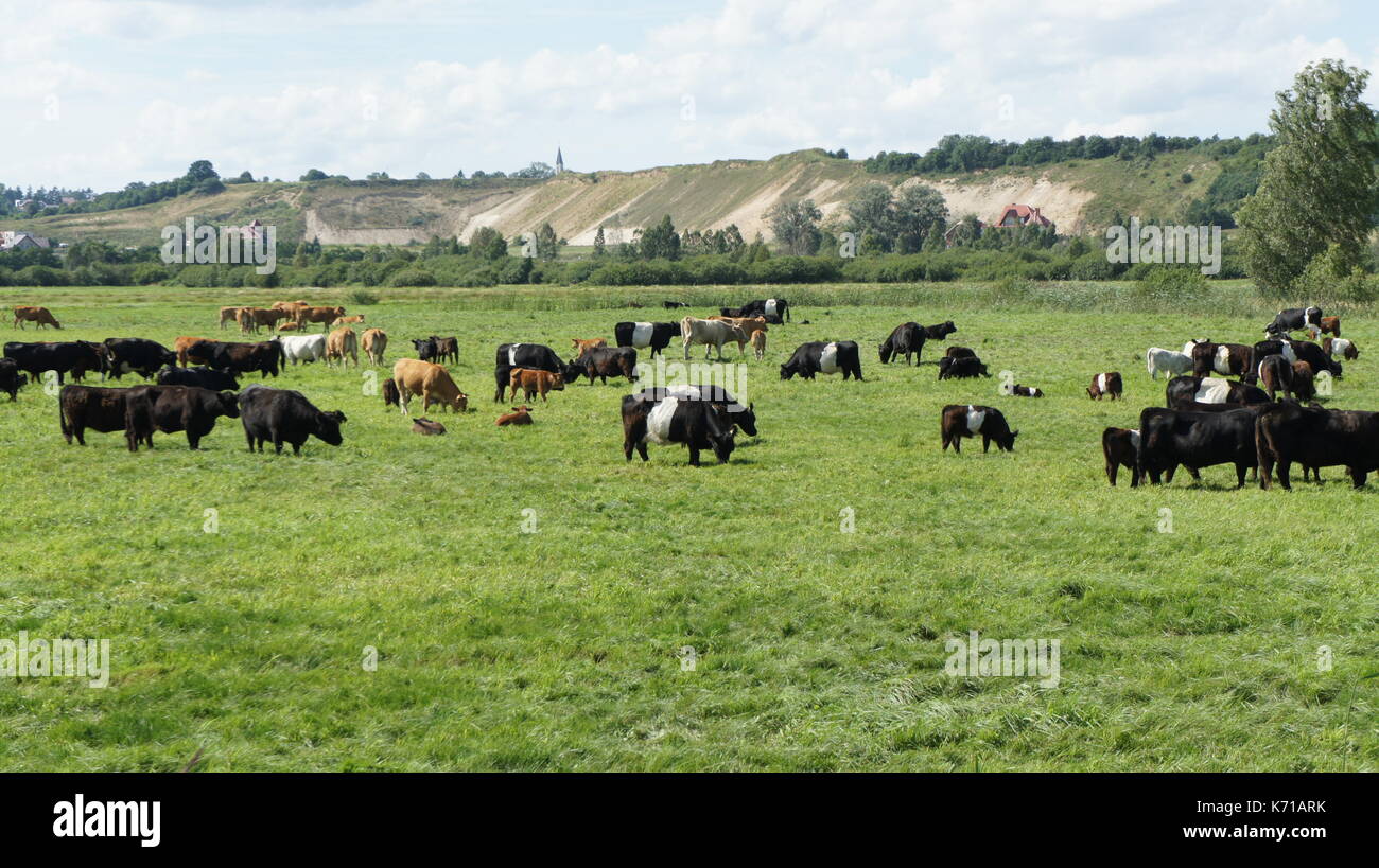 A few cows on the meadow on may Stock Photo - Alamy