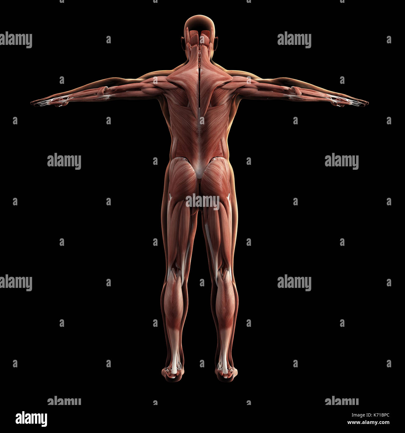 Digital model of muscular system, 3d rendering, black background Stock Photo