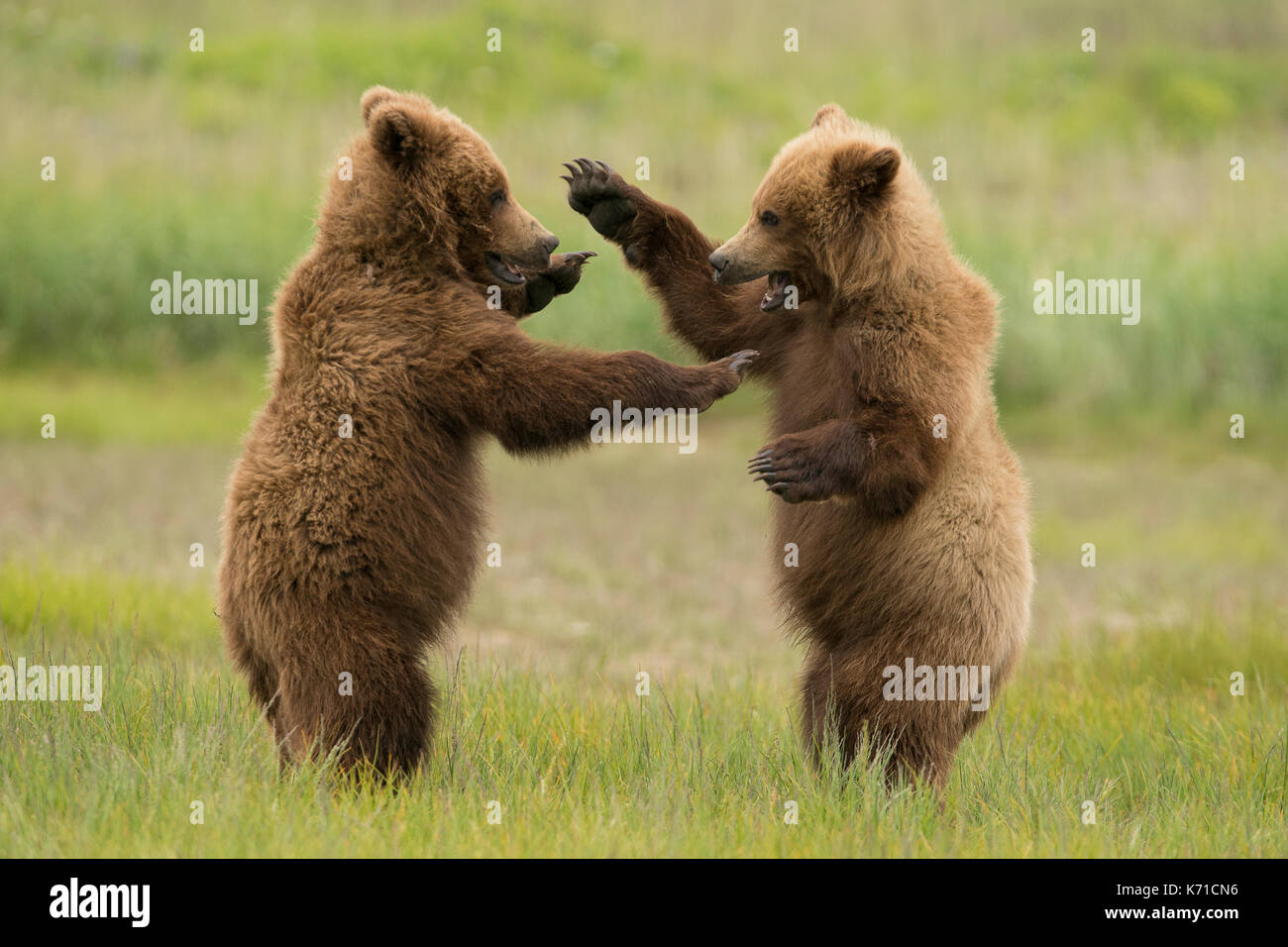 Brown bear cubs playing Stock Photo