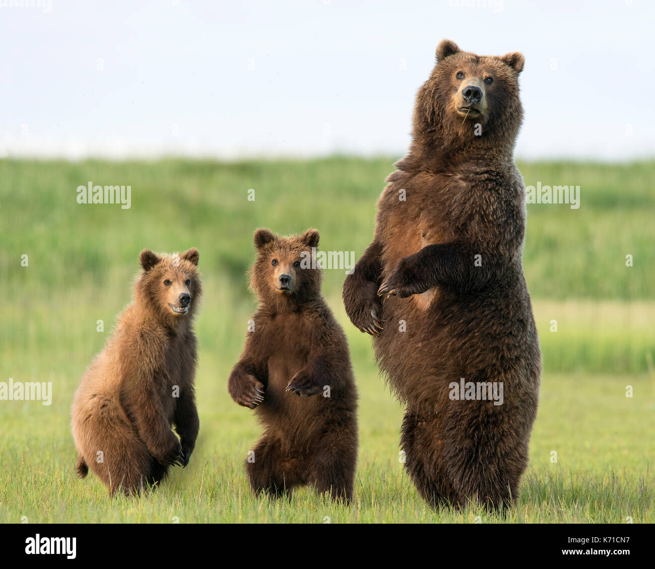 Brown bear sow and yearling cubs standing Stock Photo