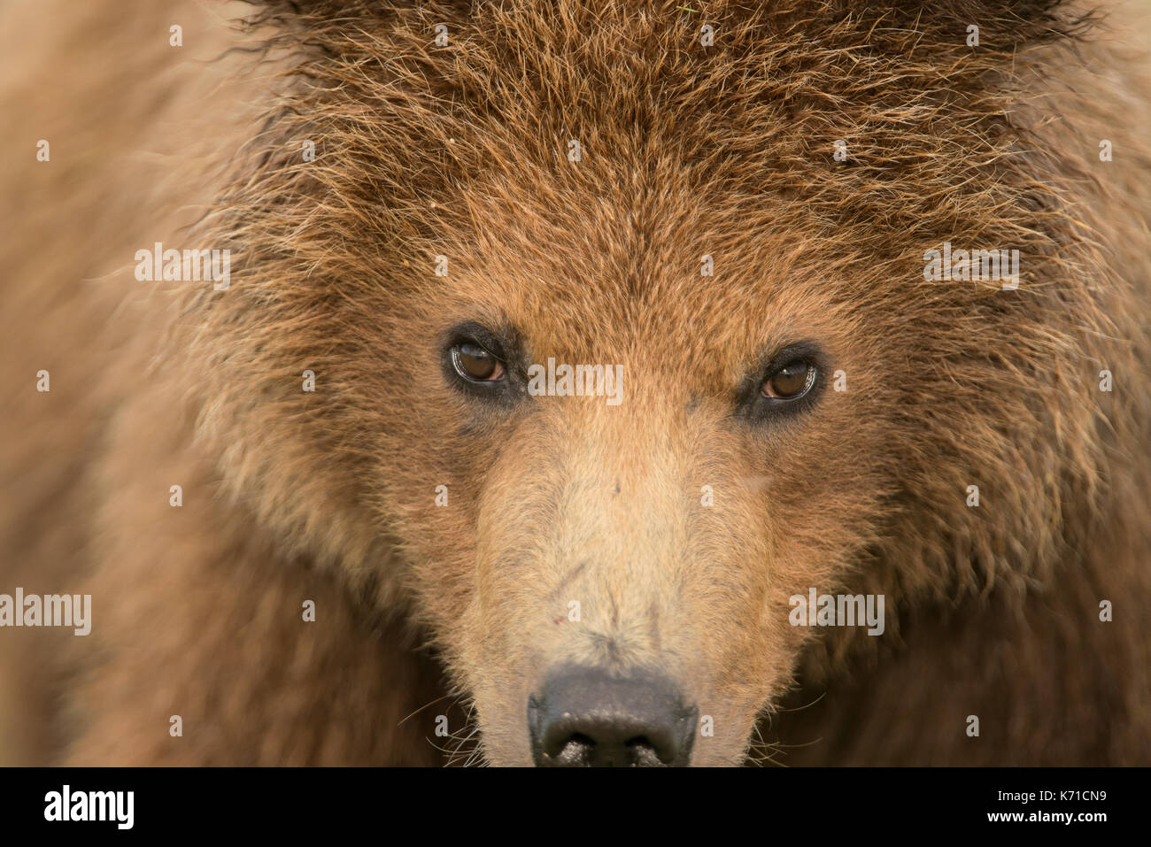 Brown bear yearling cub close up Stock Photo