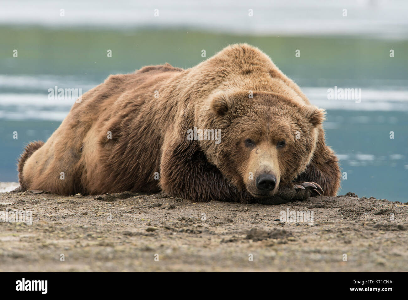 Brown bear boar resting on the beach Stock Photo