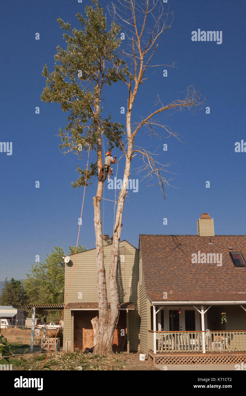 Man in tree setting up to cut down dead tree from the top down Stock