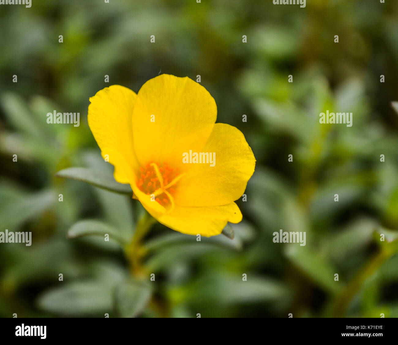 A beautiful macro shot of a lonely yellow buttercup wildflower Stock Photo