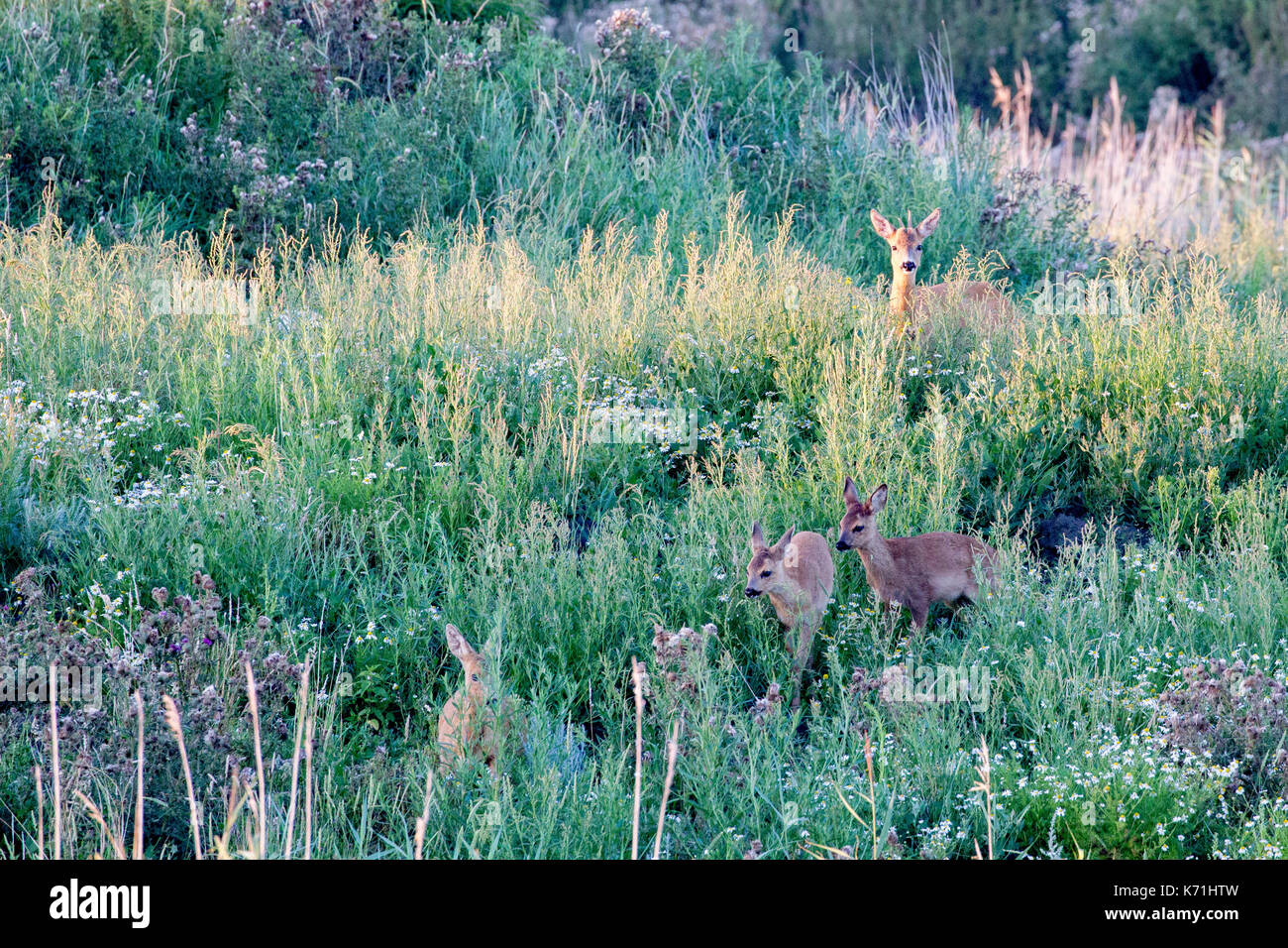 Group of roe deer hi-res stock photography and images - Alamy