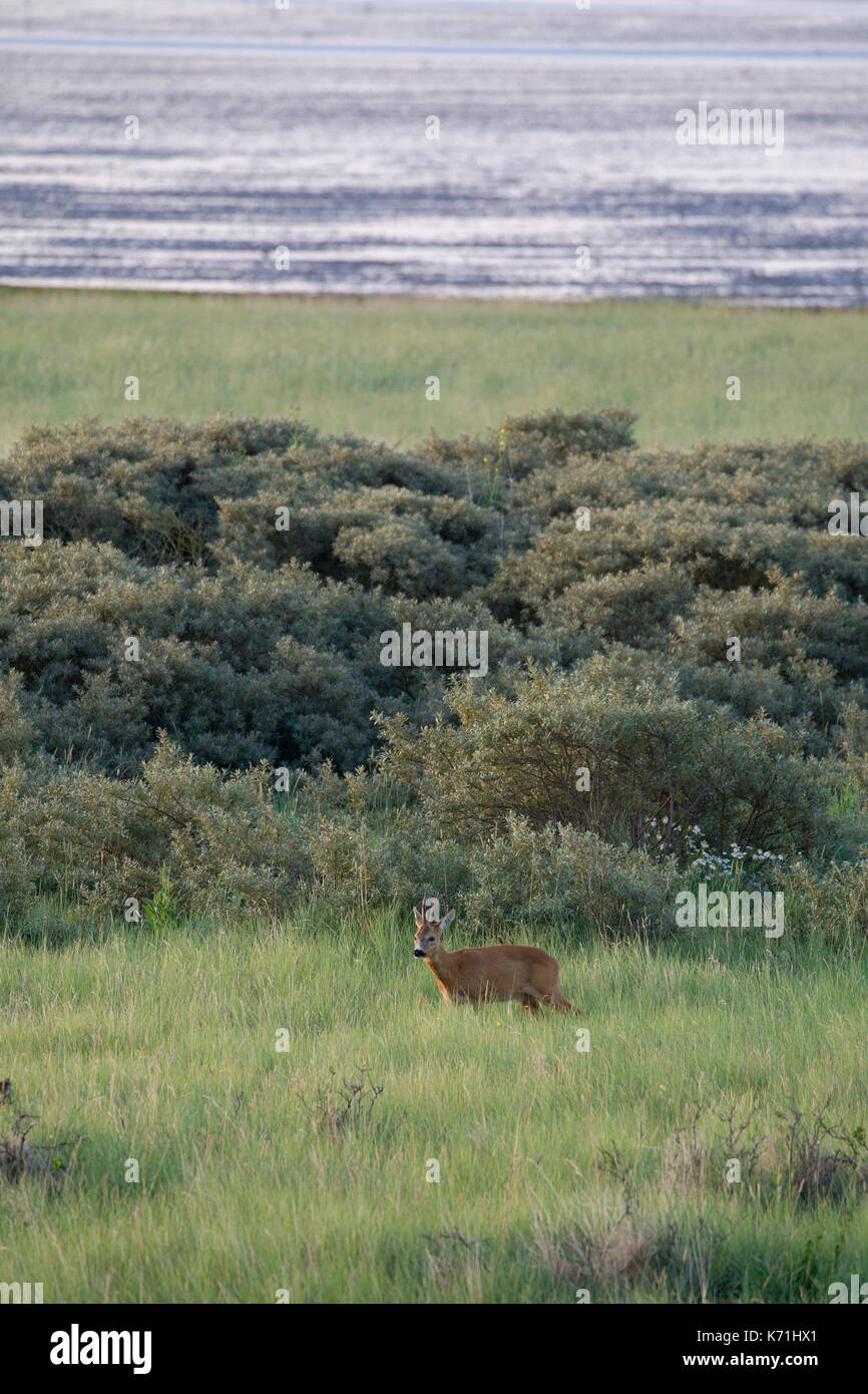 A European roe deer (Capreolus capreolus) on the north sea island Juist, East Frisia, Germany, Europe, in early morning light. Stock Photo