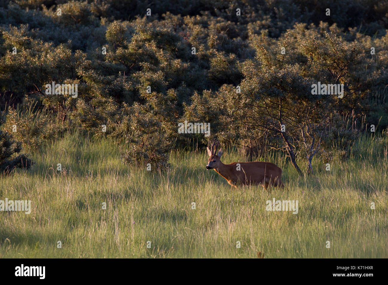 A European roe deer (Capreolus capreolus) on the north sea island Juist, East Frisia, Germany, Europe, in early morning light. Stock Photo