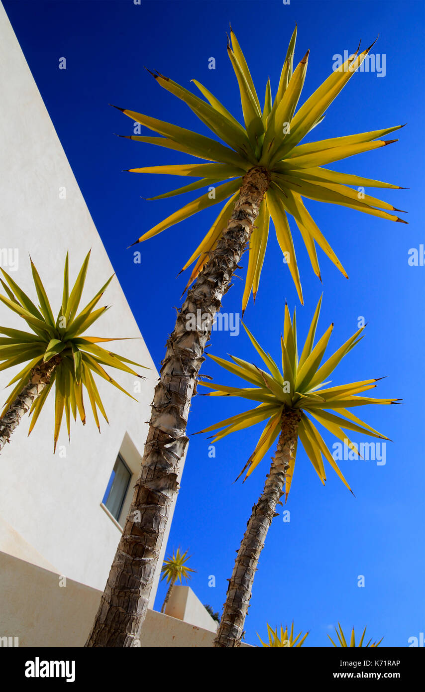 Yucca aloifolia, Spanish bayonet, garden plant against blue sky Cabo de Gata natural park, Almeria, Spain Stock Photo