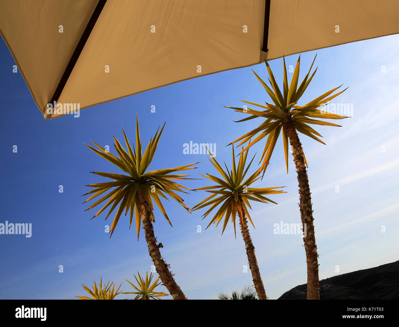 Yucca aloifolia, Spanish bayonet, garden plant against blue sky Cabo de Gata natural park, Almeria, Spain Stock Photo