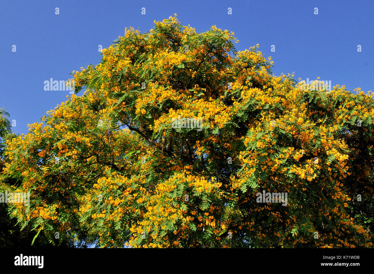 Tree Stock Photo