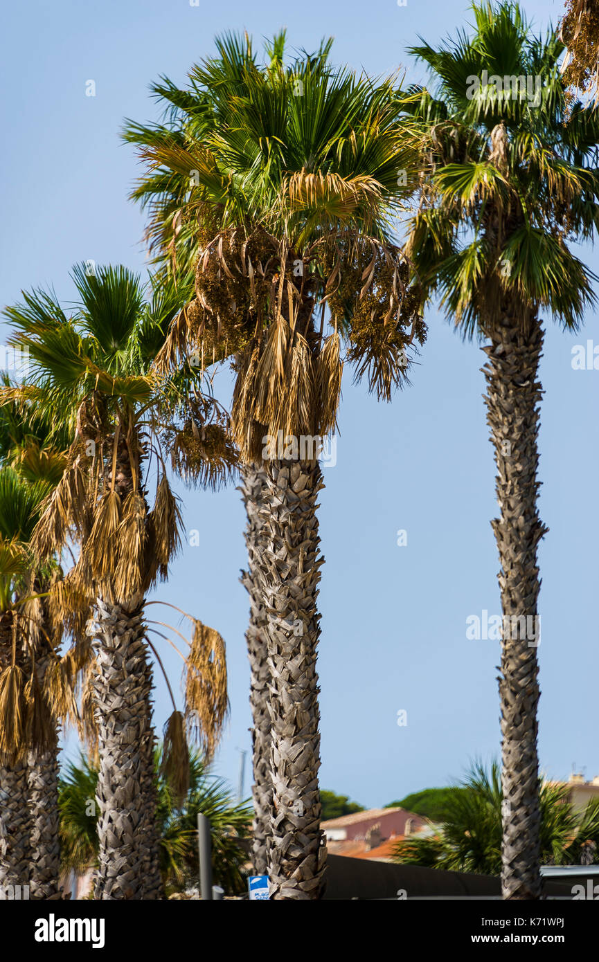 Palmiers High Resolution Stock Photography And Images Alamy