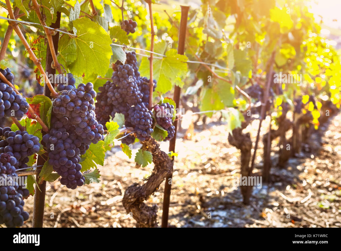Bunch of ripe black grape on the vine in sunny autumn vineyards before harvest Stock Photo