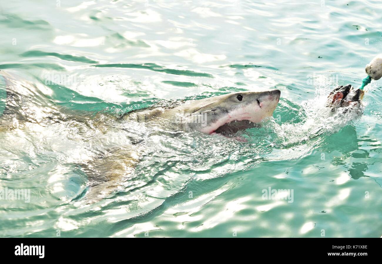 Great White Shark breaching the sea surface after being lured to a cage diving boat by meat lures and wooden seal decoy, Gansbaai, South Africa Stock Photo
