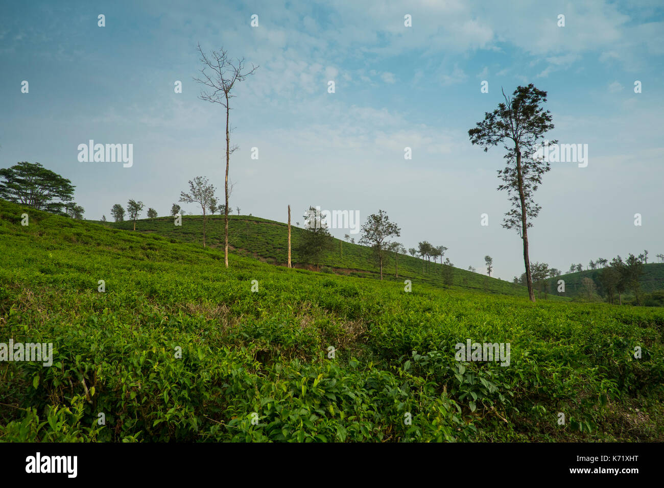 Tea estates in Wayanad district in Kerala, India, have replaced dense natural forests. Stock Photo